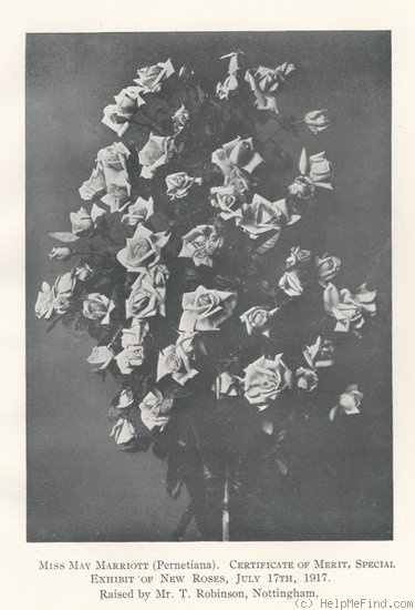 'Miss May Marriott' rose photo