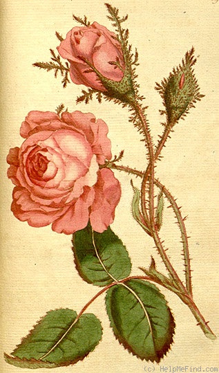 '<i>Rosa muscosa</i> Ait.' rose photo