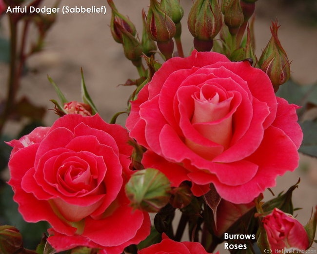 'Artful Dodger' rose photo