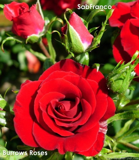 'SABfranco' rose photo
