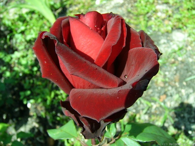 'Marina Marini ®' rose photo