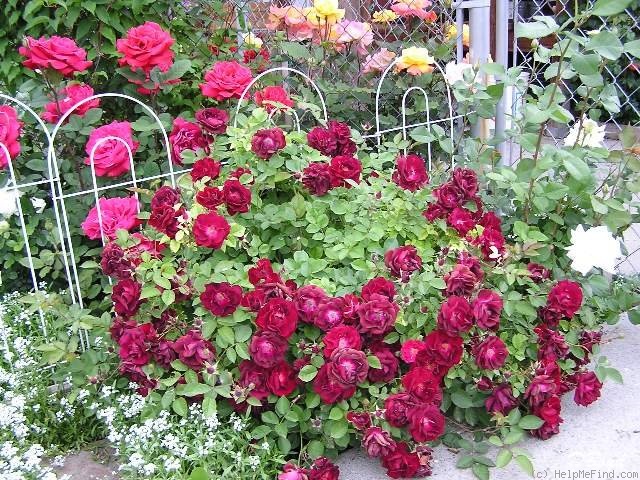 'Dr. Huey' rose photo