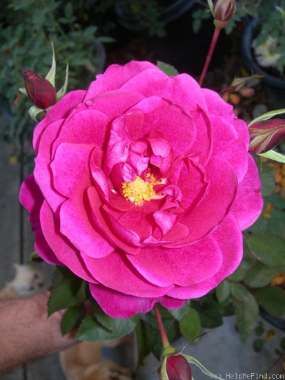 'CHSL1' rose photo