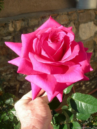 'Naga Belle ™' rose, click to enlarge 'Naga Belle ™' rose photo