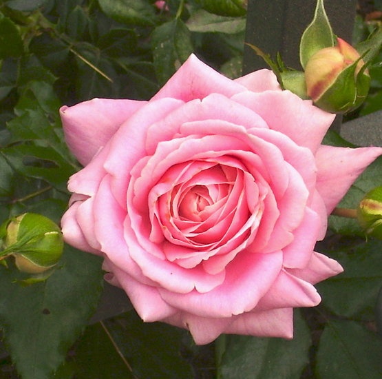 'Celeste's Rescued Rose Ranch'  photo