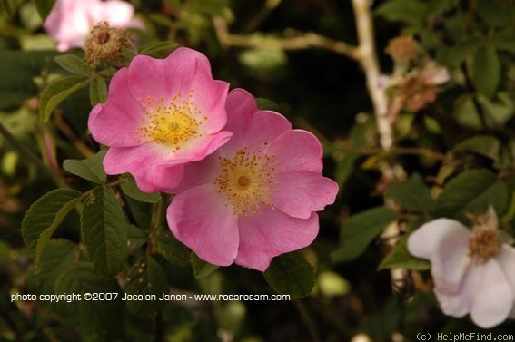 'Rosa andersonii collina' rose photo