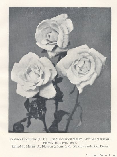 'Clarice Goodacre' rose photo