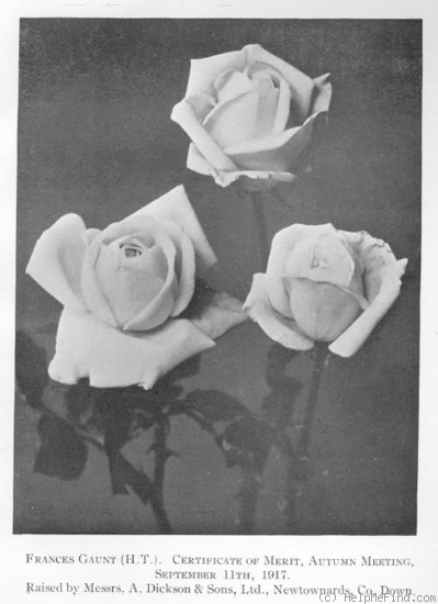 'Frances Gaunt' rose photo