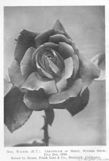 'Mrs. Walker' rose photo