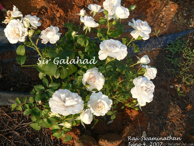 'Sir Galahad (shrub, Harkness, 2002)' rose photo