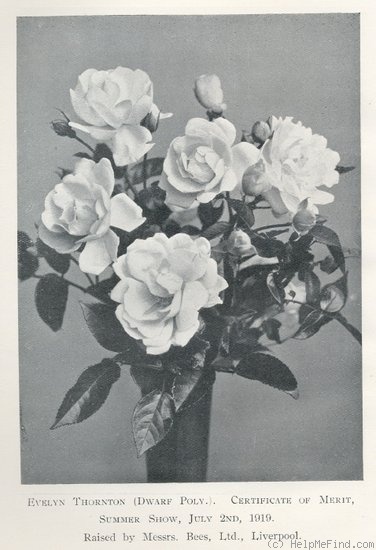 'Evelyn Thornton' rose photo