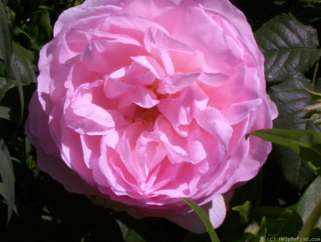 'Sharifa Asma ®' rose photo