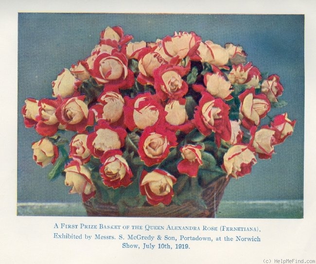 'The Queen Alexandra Rose (hybrid tea, McGredy, 1918)' rose photo