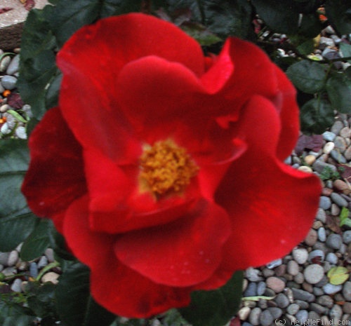 'Shadow Ninja' rose photo
