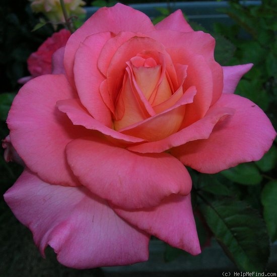 'Rose Gold' rose photo