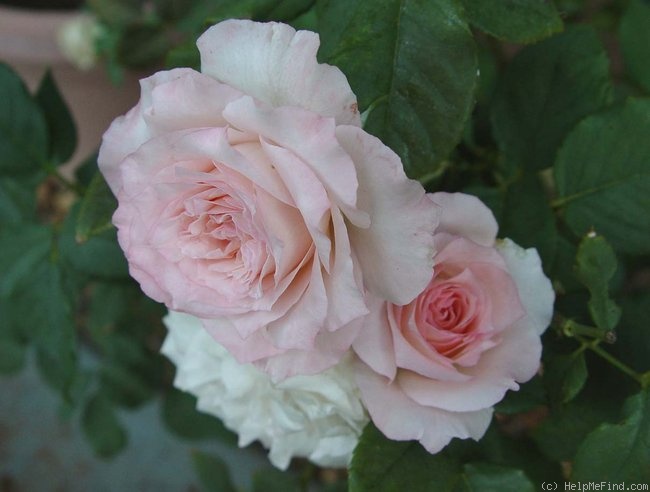 'Kisme' rose photo