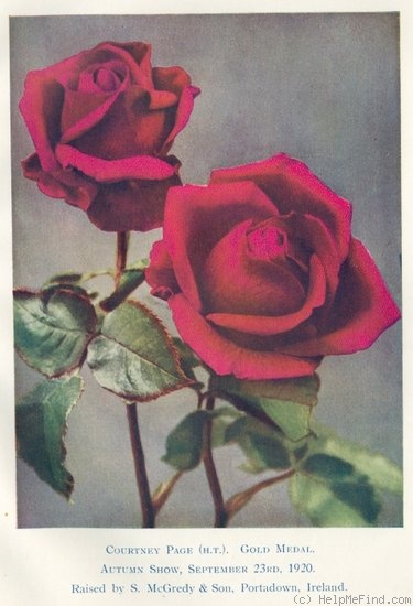 'Courtney Page' rose photo