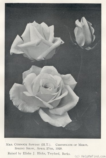 'Mrs. Curnock Sawday' rose photo