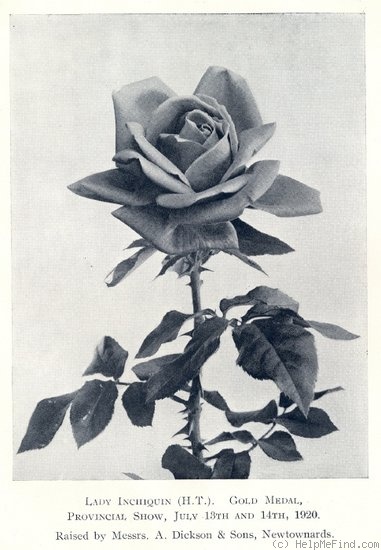 'Lady Inchiquin' rose photo