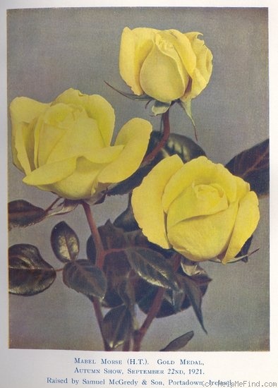 'Mabel Morse' rose photo