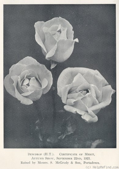 'Dewdrop (hybrid tea, McGredy, 1921)' rose photo