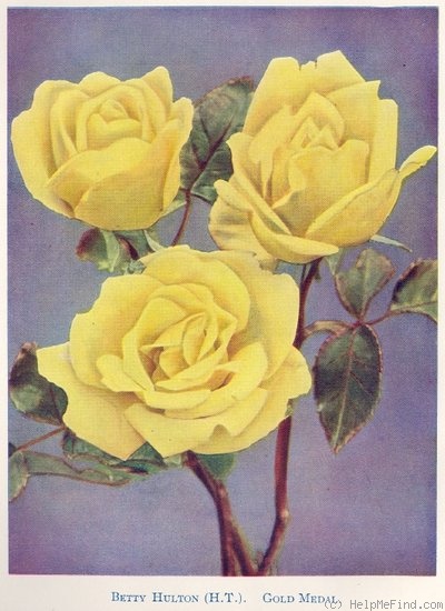 'Betty Hulton' rose photo