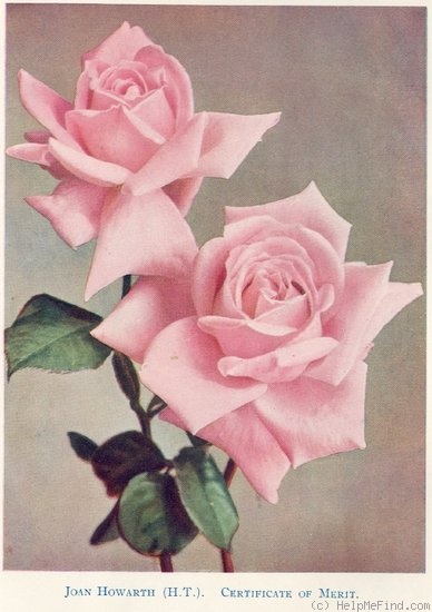 'Joan Howarth' rose photo
