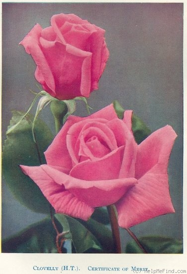 'Clovelly' rose photo