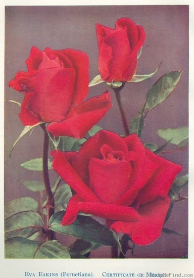 'Eva Eakins' rose photo