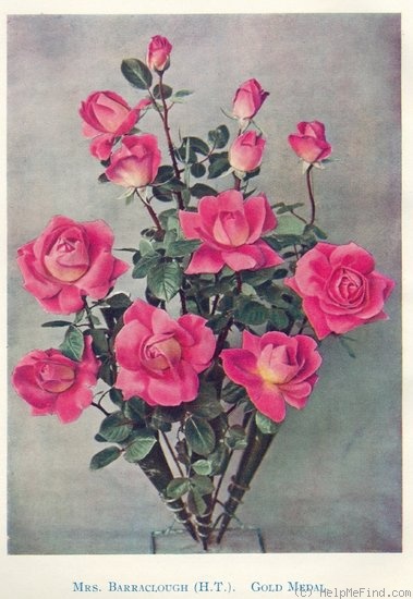 'Mrs. A. R. Barraclough' rose photo