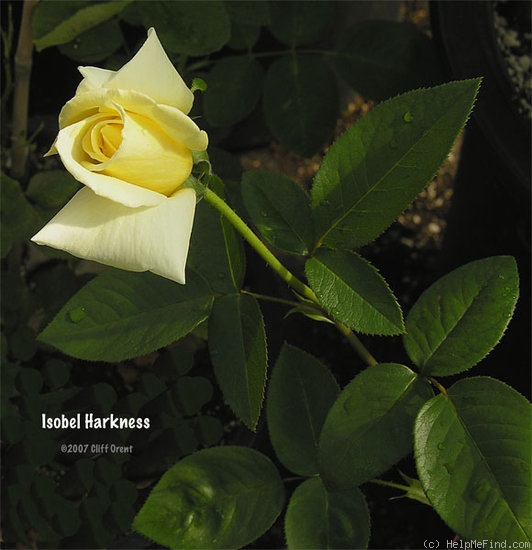 'Isobel Harkness' rose photo