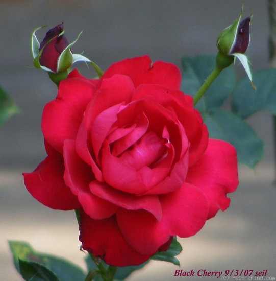 'Black Cherry ™' rose photo