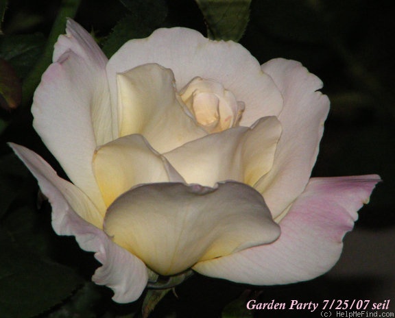 'Garden Party (hybrid tea, Swim, 1959)' rose photo