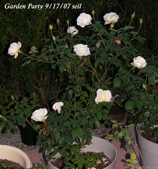 'Garden Party (hybrid tea, Swim, 1959)' rose photo