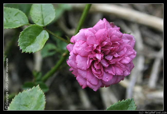 'Lavender Jewel' rose photo