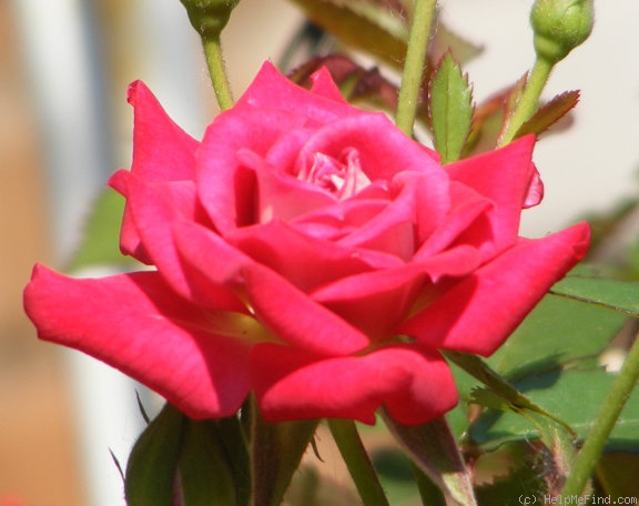 'Iced Raspberry ™' rose photo