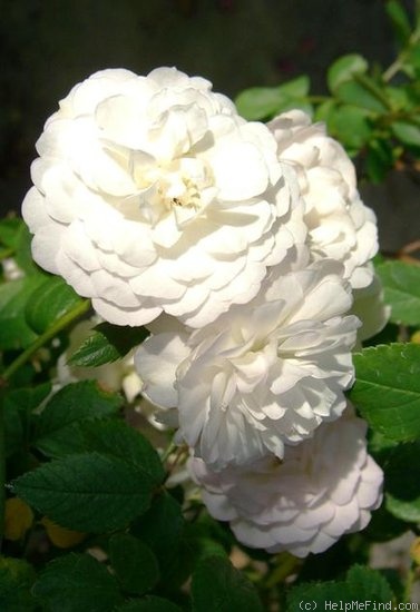 'Marshmallow Fluff ™' rose photo