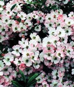 'Giacomo Insanguine' rose, click to enlarge 'Giacomo Insanguine' rose photo