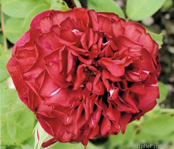 'Henri de la Tremoille' rose, click to enlarge 'Henri de la Tremoille' rose photo