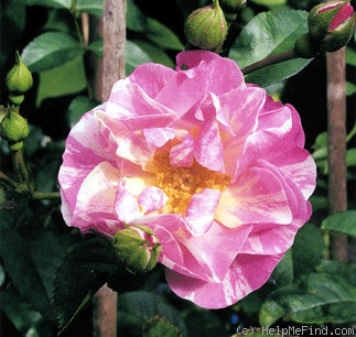 'Juliette (hybrid wichurana, Vibert II, 2001)' rose photo