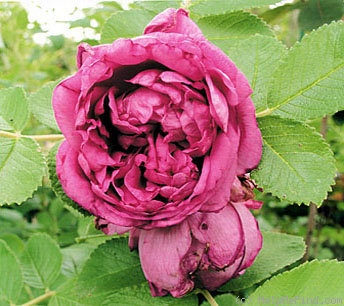 'Loba de Pennautier' rose photo