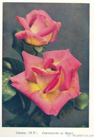 'Cherry (hybrid tea, McGredy, before 1926)' rose photo