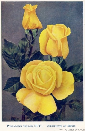 'Portadown Yellow' rose photo