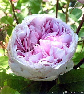 'Daphné Filiberti (hybrid Gallica, Vibert II, 2002)' rose photo