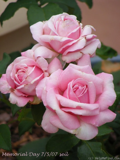 'Memorial Day ™' rose photo