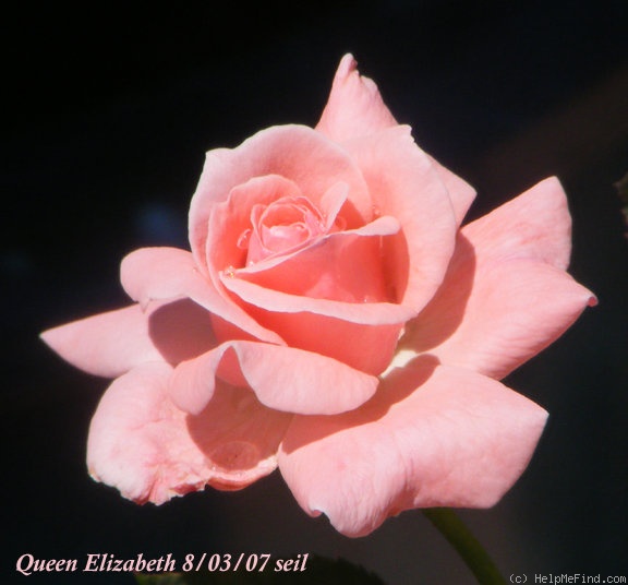 'Queen Elizabeth (Hybrid Tea, Lammerts before 1951)' rose photo