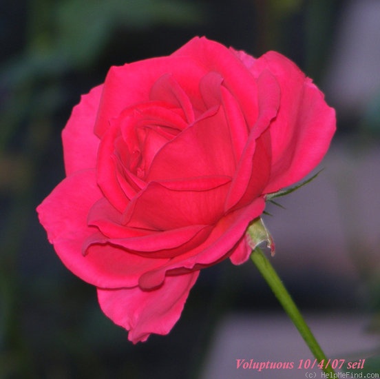 'Voluptuous!' rose, click to enlarge 'Voluptuous!' rose photo