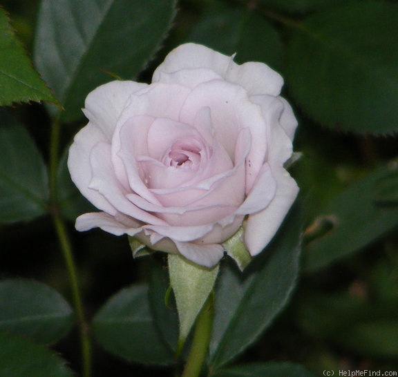 'Winter Magic ™' rose photo