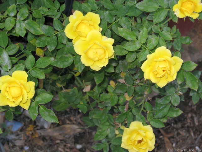 'Benson & Hedges Special' rose photo