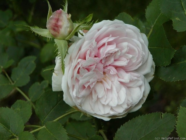 'Frau Karl Druschki x Cristata' rose photo